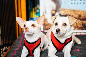 Salty's pet supply is locally owned and operated in the heart of north portland's mississippi neighborhood. Hotels Help Shelter Pets Find Homes As Lobby Dogs