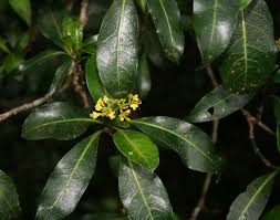 Image result for Psychotria capensis