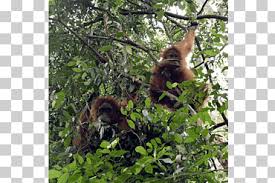 Somewhere in perak is bukit merah orangutan island malaysia. Bukit Merah Orang Utan Island Foundation Orangutan Bukit Merah Laketown Resort Penang Orangutan Animals Grass Fauna Png Klipartz