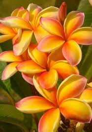 Pin On Fabulous Florals