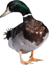 Duck Looking To Side Png Image Animals Aquatic Birds Duck Cute duckling png transparent stock image #16. png image animals aquatic birds duck