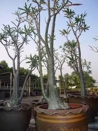 Image result for Ctenium somalense