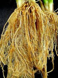 Rice Root Knot Nematode