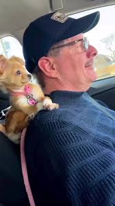 Look at those eyes! My little fluffball knows how to melt hearts. Every day  with this cutie is a day full of love and joy. 🥰 , , , , #ChihuahuaCharm  #FluffyFriend #