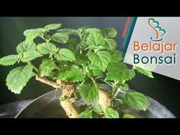 Pemangkasan Bahan Bonsai Lantana Lantana Camara Isnaini