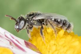 Image result for Isoglossa perdita