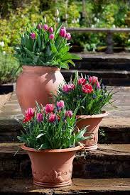 Check spelling or type a new query. Read Rhs Expert Tips On Impactful Container Tulips Rhs Gardening