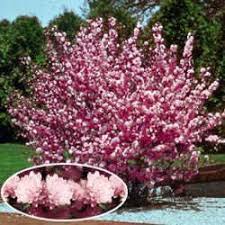 When our persimmon trees mature, they will fall into one of three ranges Flowering Almond Love Planting Flowers Planting Shrubs Flowering Trees