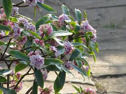 De plus, il est plus facile de faire pousser trouvez les bons arbres à planter. 10 Arbustes Parfumes A Planter Au Jardin