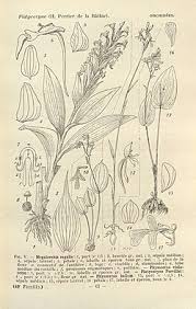 Image result for Platycoryne affinis