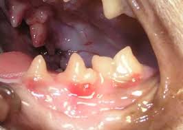 The fauces, isthmus of fauces, or the oropharyngeal isthmus, is the opening at the back of the mouth into the throat. Mouth Infection In A Cat Long Beach Animal Hospital