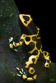 Black And Yellow Frog Yellow Headed Poison Dart Frog Or Bumblebee Poison Frog Frog Illustration Frog Species Frog