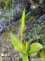 Image result for Ophioglossum polyphyllum