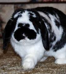 Black And White Holland Lop This Is My Best Furiend Jason On Bunspace Rabbit Bunny Cute Bunny