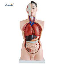 The torso or trunk is an anatomical term for the central part, or core, of many animal bodies (including humans) from which extend the neck and limbs. Medical Science Human Body Torso 85cm Model Human Body Anatomy Model Buy Anatomy Laboratory Equipment Human Torso Anatomy Model Human Anatomy Toys Human Anatomy Organ Model Product On Alibaba Com