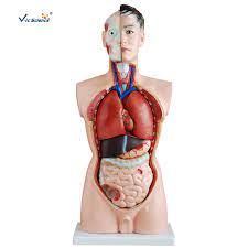 Check spelling or type a new query. Medical Science Human Body Torso 85cm Model Human Body Anatomy Model Buy Anatomy Laboratory Equipment Human Torso Anatomy Model Human Anatomy Toys Human Anatomy Organ Model Product On Alibaba Com