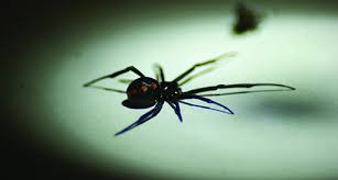 Males are smaller than females and usually have faint red or white spots on the top of the abdomen, too. How To Identify Black Widow Spiders Spider Facts Orkin