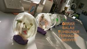 Cikgu najib cikgu sains anda 2 weeks ago. Idea P P Sains Gerak Balas Tumbuhan Terhadap Graviti Youtube