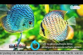 Tatli Su Akvaryumuyla Deniz Akvaryumu Arasinda Ne Fark Vardir Onbi Tv Akvaryum Baligi Tatlisu Akvaryumu Tropik Baliklar
