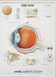 Hackman Promotional Solutions 3d Anatomical Chart The Eye