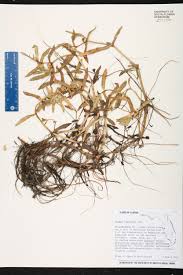 Image result for Enydra