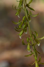Image result for Eulophia eylesii