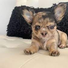 Chihuahua Colors Markings Does The Chihuahua Colors Matter In 2021 Cute Chihuahua Chihuahua Dogs Chihuahua Photos