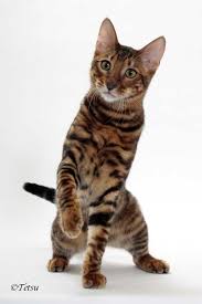 British shorthair cat for sale your number one british shorthair kittens breeder. Designerstripes Toygers Cat Breeder Cattery Illinois