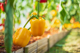 1.2 test the soil for dryness with your finger. How To Grow Bell Peppers 7 Tips For Growing Bell Peppers 2021 Masterclass