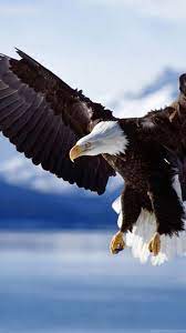 Pin By Evergail Bernal On Search In 2021 Live Wallpapers Eagle Pictures Bald Eagle