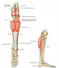 Iliotibial tract, gluteal tuberosity of femur innervation: Leg Muscles Earth S Lab
