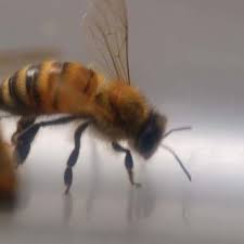 How many bees can each queen produce? Pdf Nest Thermoregulation In Social Insects