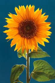 Really Bright Yellow Orange One Sunflower Pictures Sunflower Garden Sunflowers And Daisies
