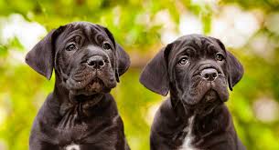 Female dog names » christmas dog names male dog names » christmas dog names. Cane Corso Dog Names Dozens Of Awesome Ideas