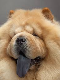 National Geographic Magazine Ngm Com Chow Chow Dogs Dogs Chow Chow Puppy
