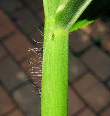 Image result for Paspalum conjugatum