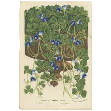 Image result for Parochetus