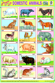 One of the most fascinating things to study in science class is the animal kingdom. Domestic Animal In 2021 Animals Name In English Hindi Language Learning Animal Pictures For Kids