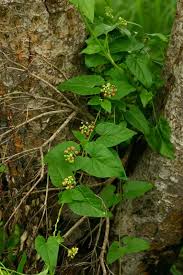 Image result for Pentarrhinum insipidum