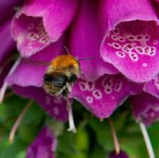 Image result for Bombus pascuorum