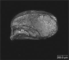 Image result for Eragrostis aethiopica