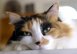 Yes, cats get heartworm too. Texas Heartworms In Cats Indoor Cat Health Article Texvetpets