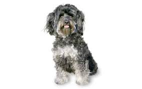 We did not find results for: Maltipoo Hybrid Dog Breed Information Pictures Characteristics Facts Dogtime