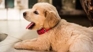 Ünlü ve amatör yazarlardan en güzel pet shops near me open now kitapları incelemek ve satın almak için tıklayın. Popular And Unique Pet Store Is Now Open In Oakville Inhalton Quickbite News Burlington Oakville And Milton Latest Local Breaking News