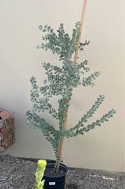 Image result for Acacia podalyriifolia
