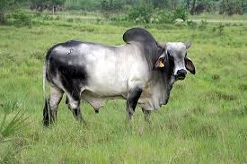 It was bred in the united states from 1885 from cattle originating in india, imported at various times from the united kingdom, from india and from brazil. Brahman Zebu Cattle Cattle Zebu Cow