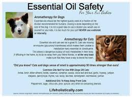 Do Not Diffuse Essential Oils Around Cats Essential Oil Safety Oils Dog Remedies