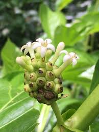Image result for Morinda