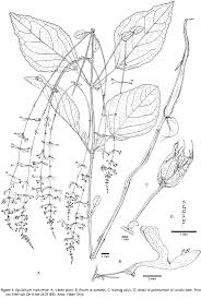 Image result for Equilabium stenophyllum