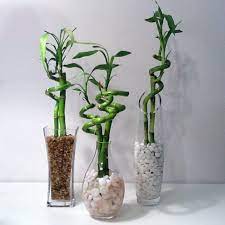 Check spelling or type a new query. 15 Objets Deco Que Tout Le Monde A Chez Soi Planter Bambou Bambou En Pot Plantes D Interieur Faciles